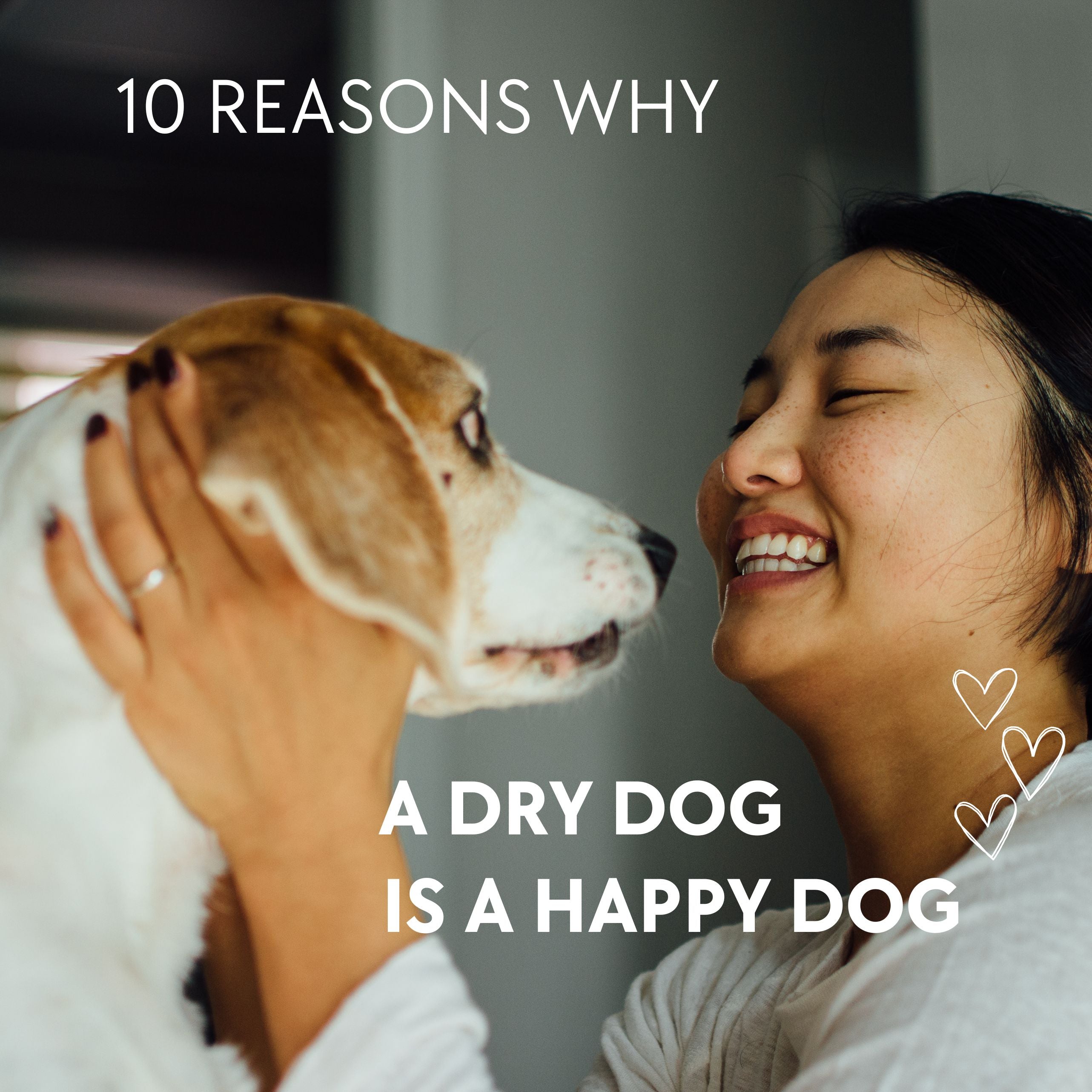 Why Drying Your Dog Is Beneficial