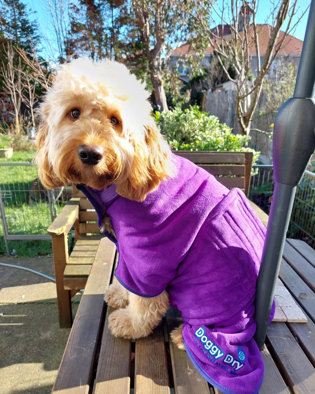 ☀️ Summer Survival: 10 Tips to Keep Your Dog Cool in the UK Heat