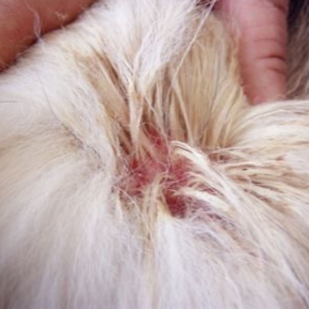 Why Do Dogs Get Hotspots? Causes, Prevention, and Treatment