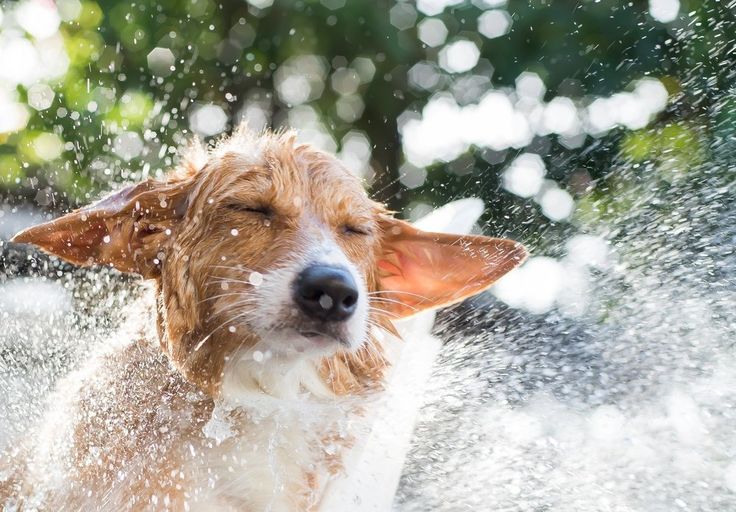 Managing Wet Dog Smell: Essential Grooming Products for Your Pup - Doggy Dry