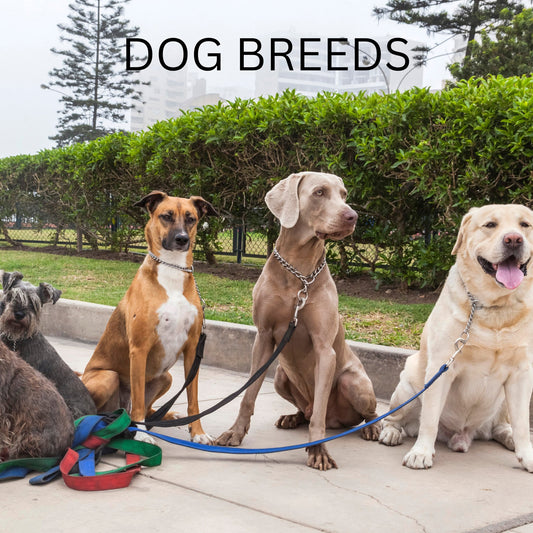 Popular Dog Breeds In The UK - Doggy Dry