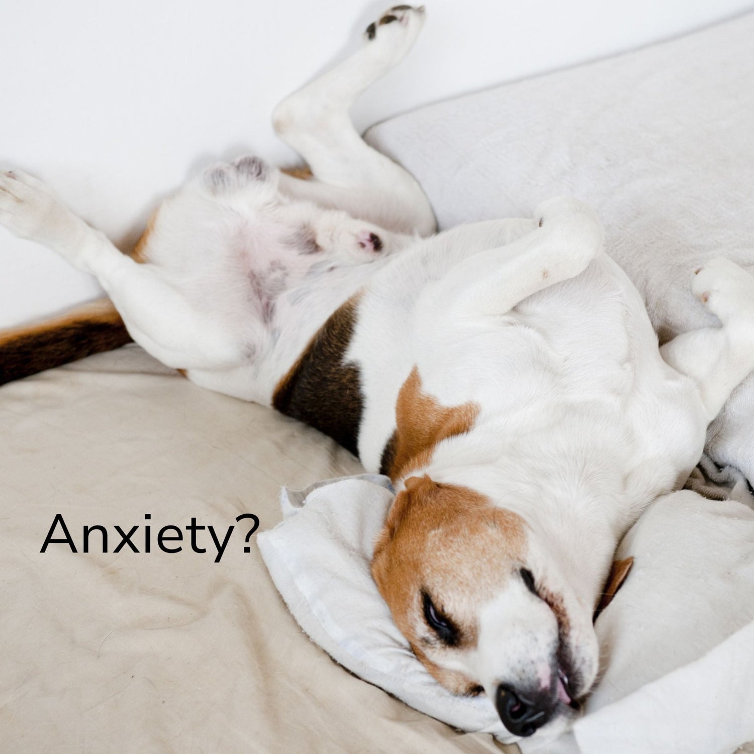 Separation Anxiety in Dogs - Doggy Dry