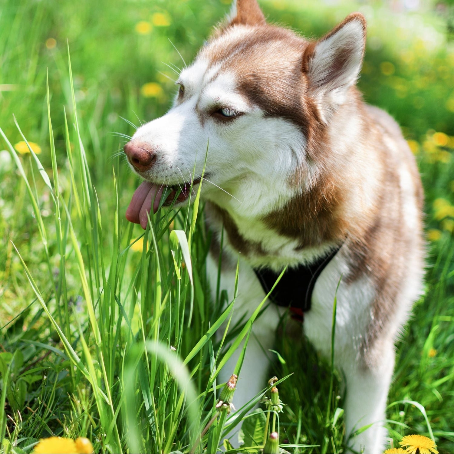 Why Do Dogs Eat Grass? Unraveling the Mystery Behind This Common Canine Behavior - Doggy Dry