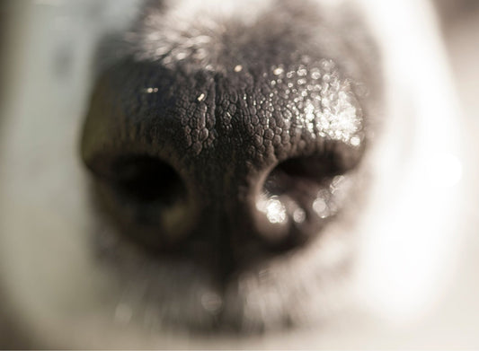 Why dogs have a wet nose - Doggy Dry